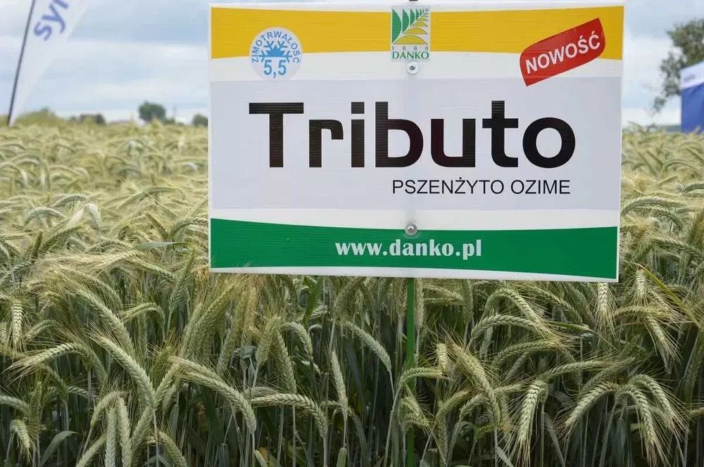 Pszenżyto ozime Tributo C/1 (krótkosłome) Hit wśród odmian pszenżyta !