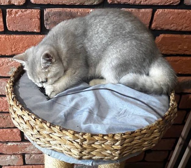 Kot brytyjski szynszyla