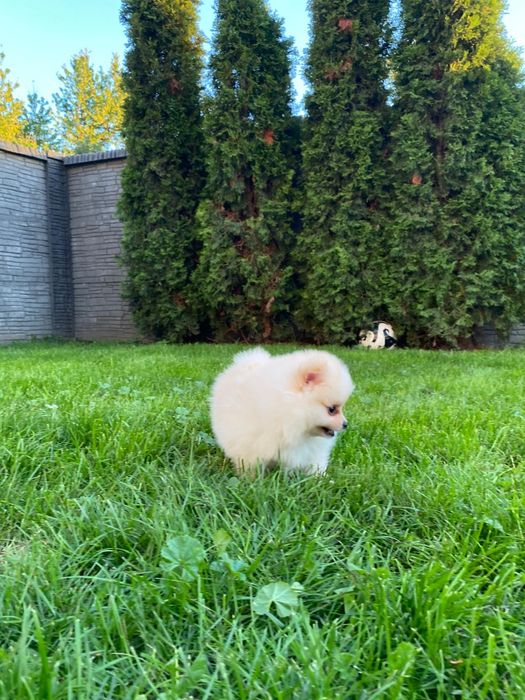 Pomeranian Szpic Miniaturowy Suczka Dziewczynka