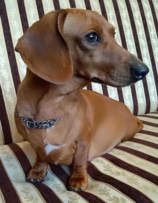 Jamnik standardowy krótkowłose szczenię szczeniaki FCI