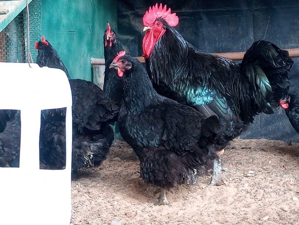 galinhas gigantes (ovos para incubaçao)