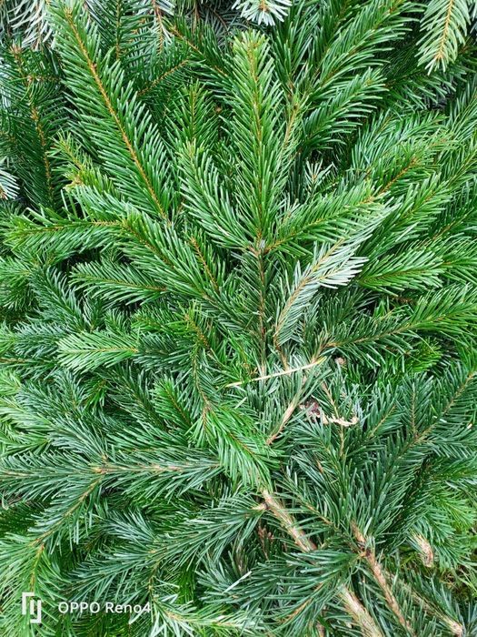 Polskie jodly-choinki -plantacja -GAŁEZIE NORDMN NOBILIS