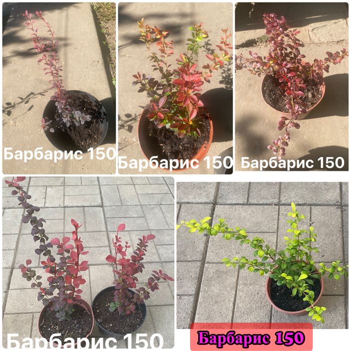 Плющ, бересклет, барбарис