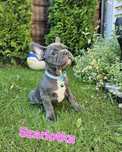 Buldog francuski sunia Szarlotka