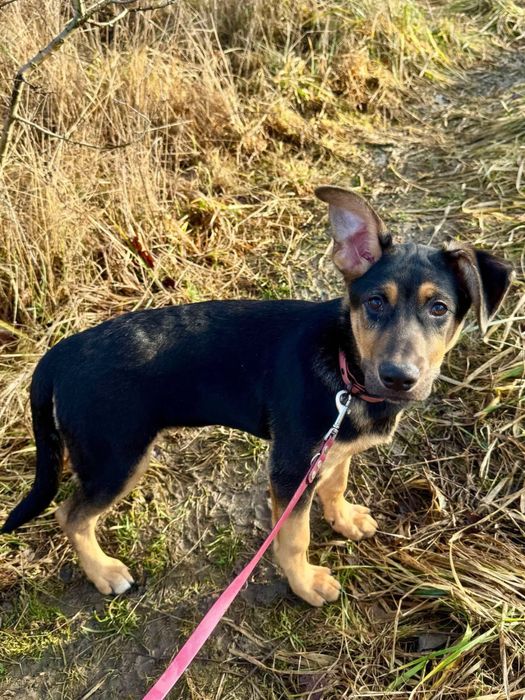 Cudowny szczeniak Mango szuka domku