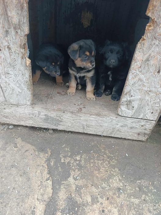 Віддам цуциків(мама лабрадор, папа вівчарка)