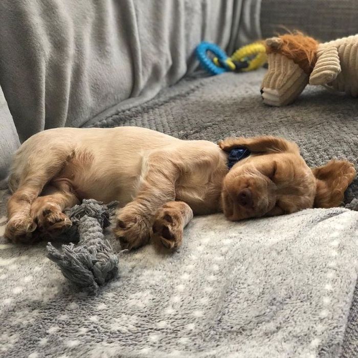 Англійський кокер спанієль — енергійні руді малюки