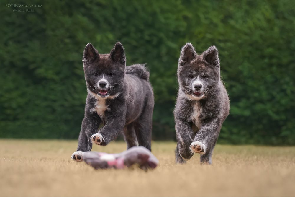 Akita - pręgowane szczenię na sprzedaż ZKWP / FCI