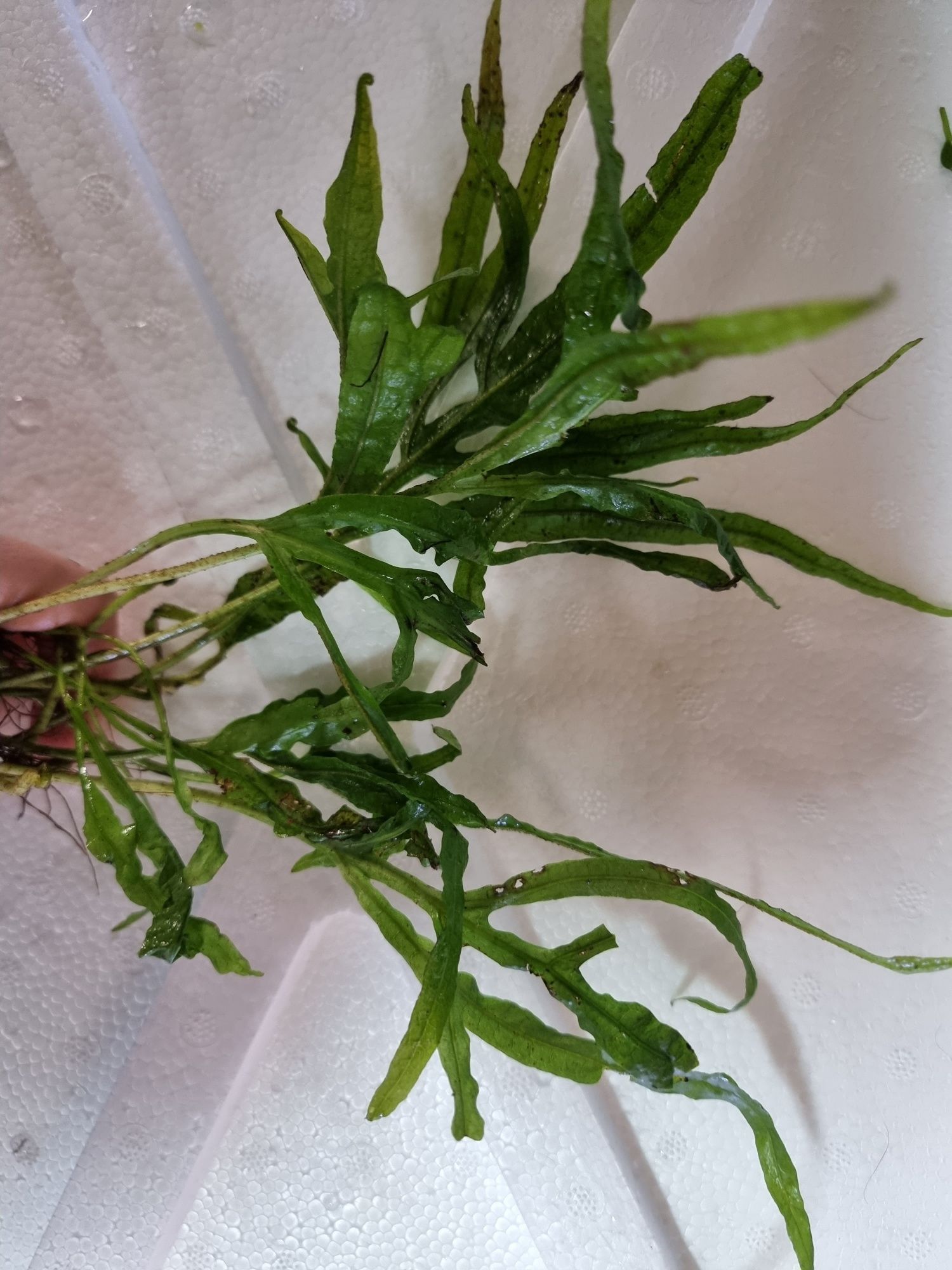 Zestaw 7 koszyków bucephalandra, anubias, microsorium,schismatoglottis