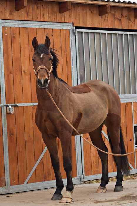 9 letni wałach do sportu lub rekreacji