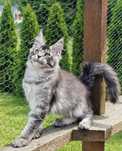 Kocurek maine coon
