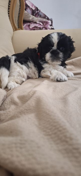 Shih tzu   szczeniaki
