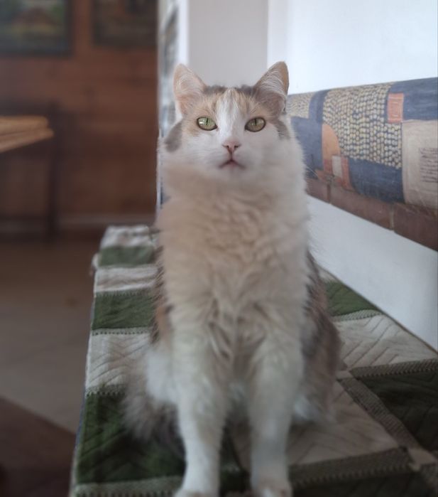 Віддам в добрі руки дуже милу кицю