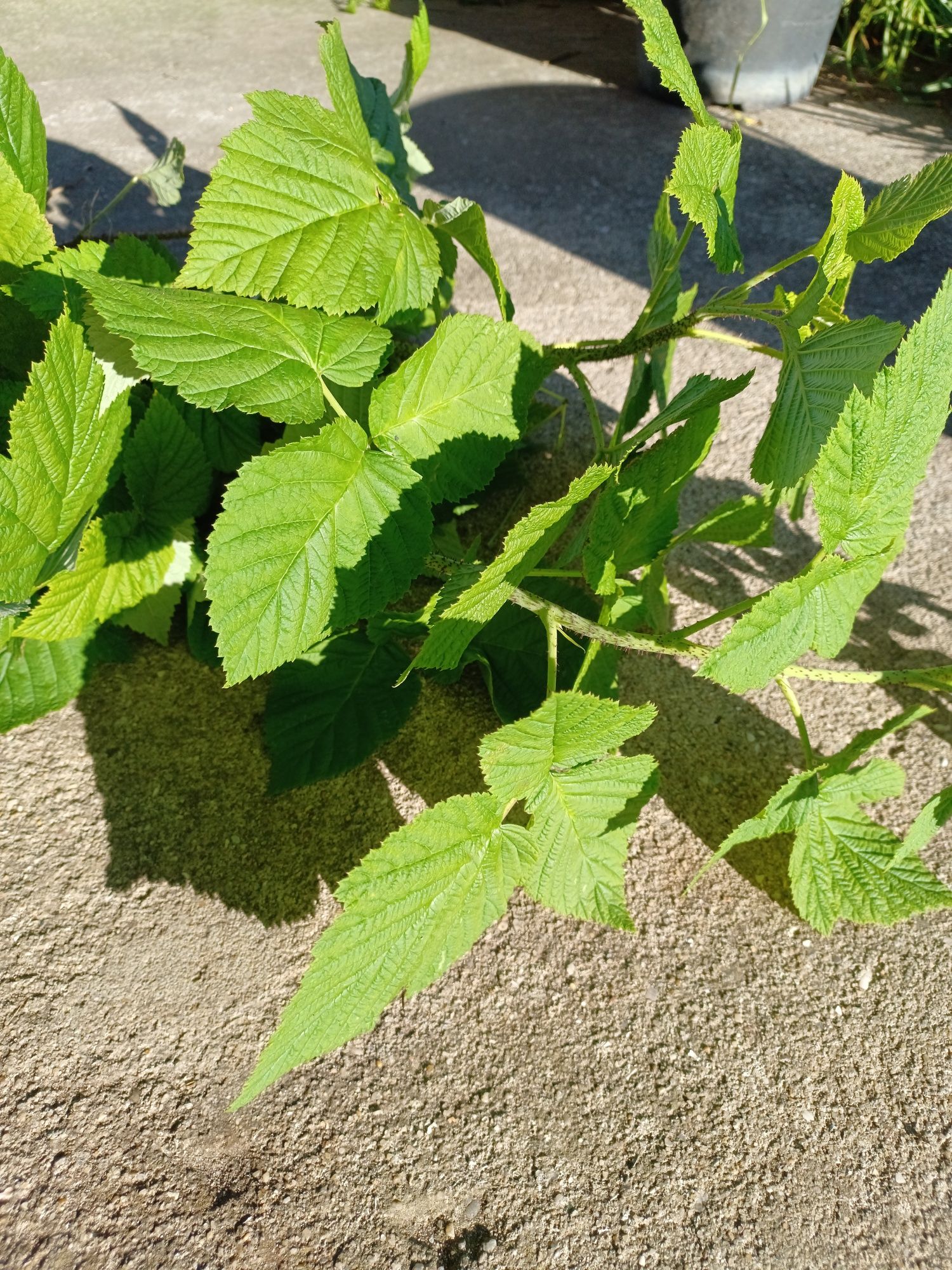 Framboesas em planta