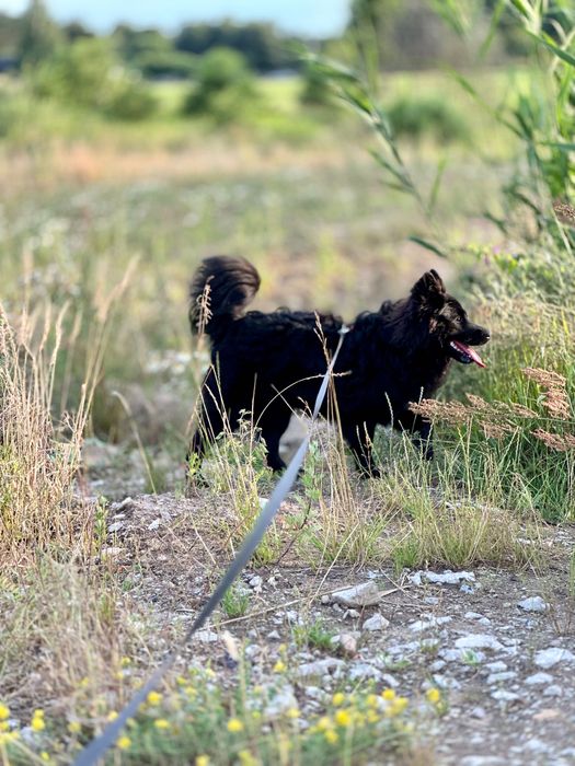 Oddam psa mieszanka z Samoyedem (w dobre ręce)