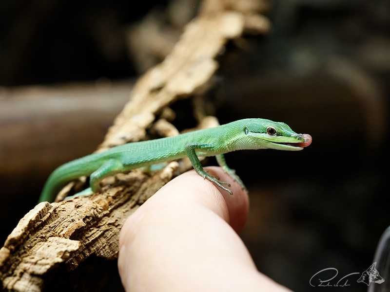 Jaszczurka trawiasta Takydromus dorsalis