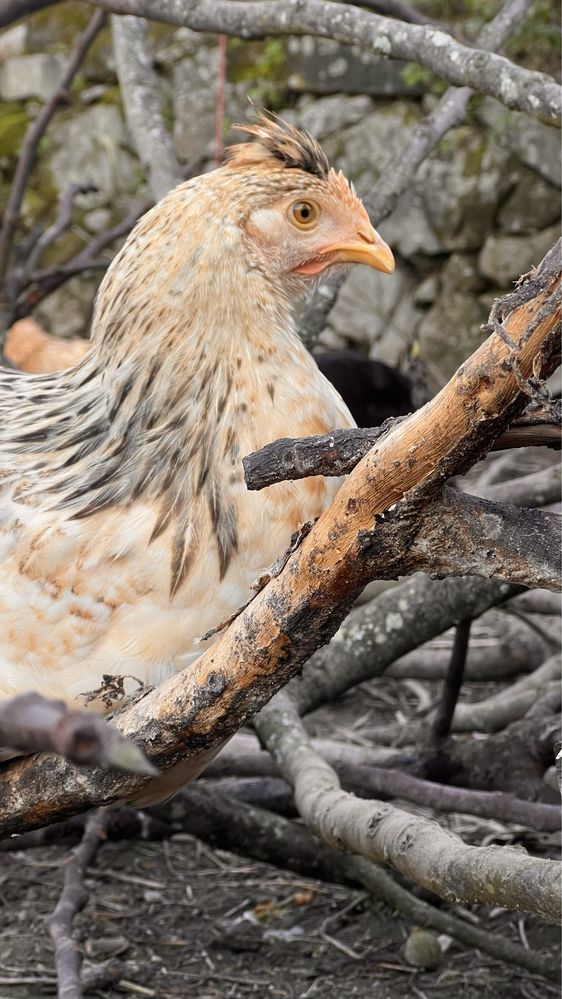 Ovos de galinha caipira