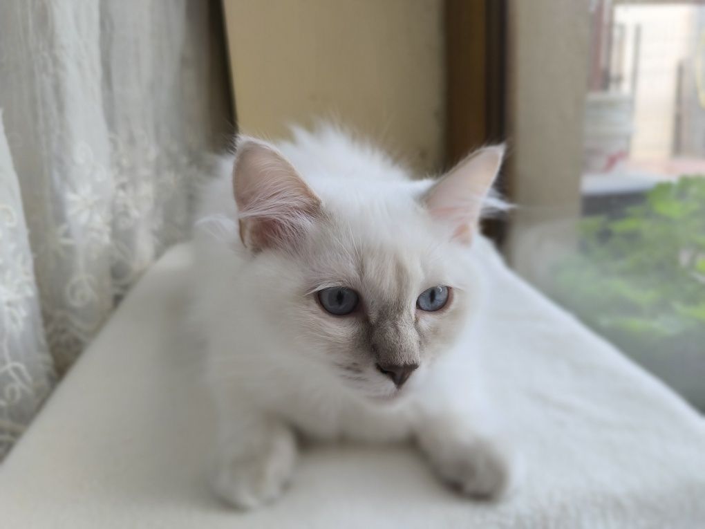 WSPANIAŁY kocurek Ragdoll lillac colourpoint po Supreme Champion