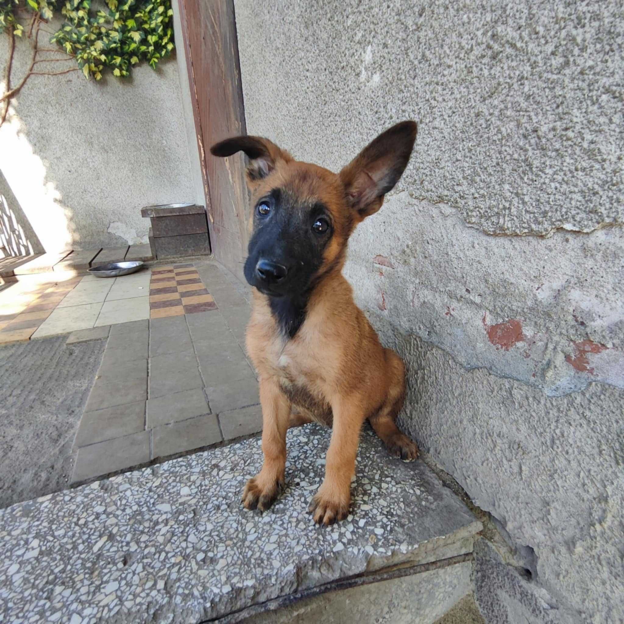 Owczarek Belgijski Malinois piękny piesek