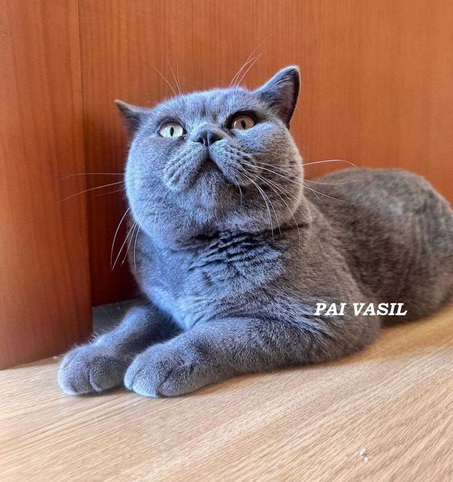 British Shorthair lilac