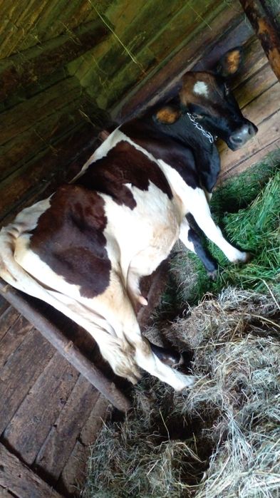 Порядна корова голштинкае