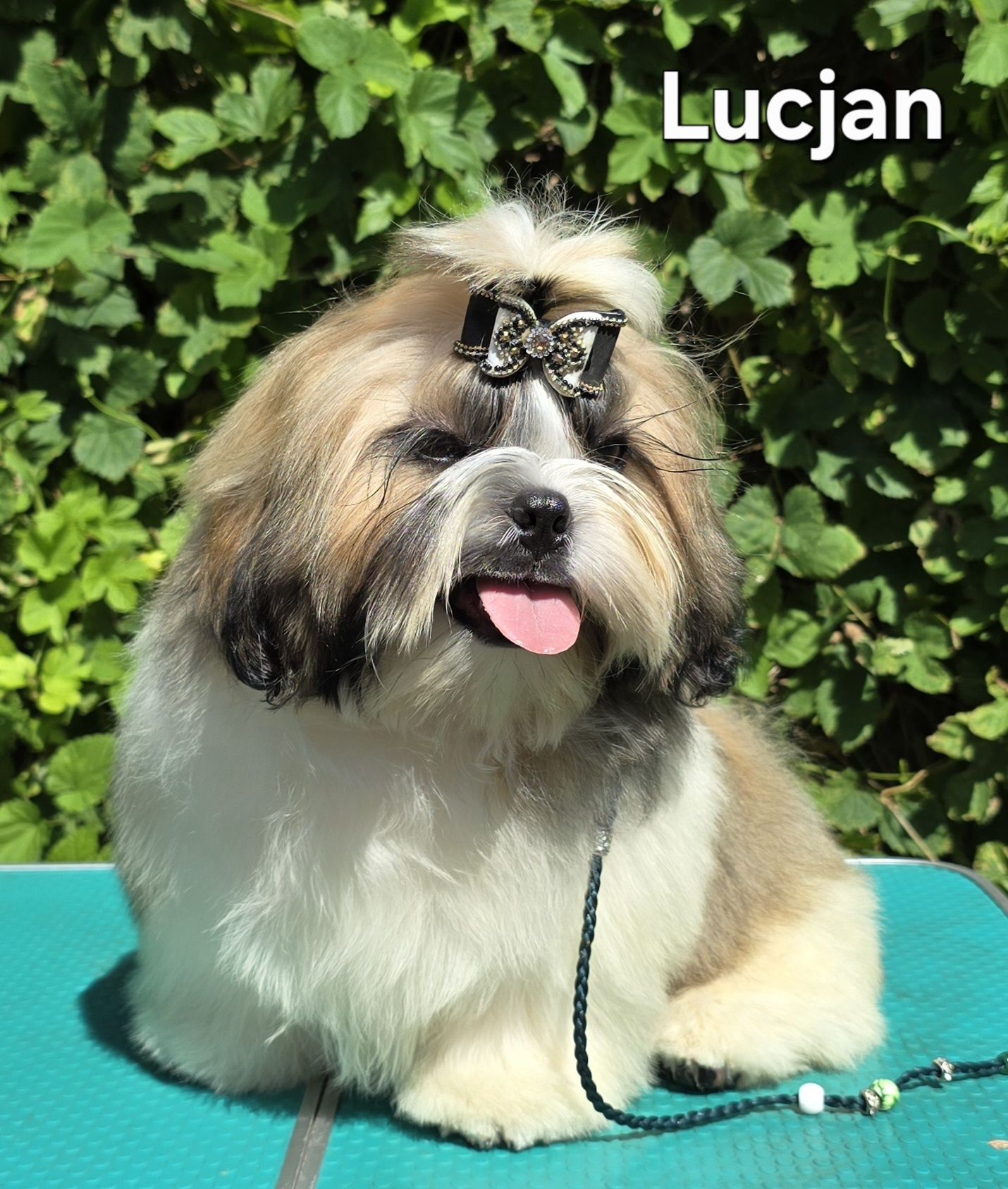Piesek Shih tzu ZKWP