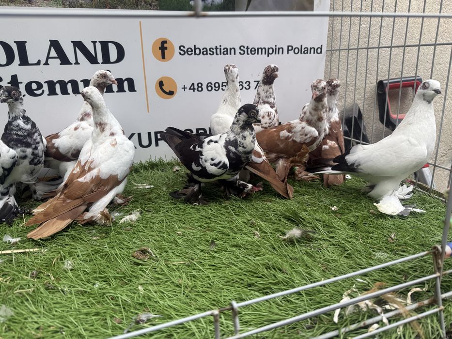 Gołębie.  Wiedyny. Wiedym. Motyle. Możliwy transport