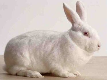 Coelhos de várias raças