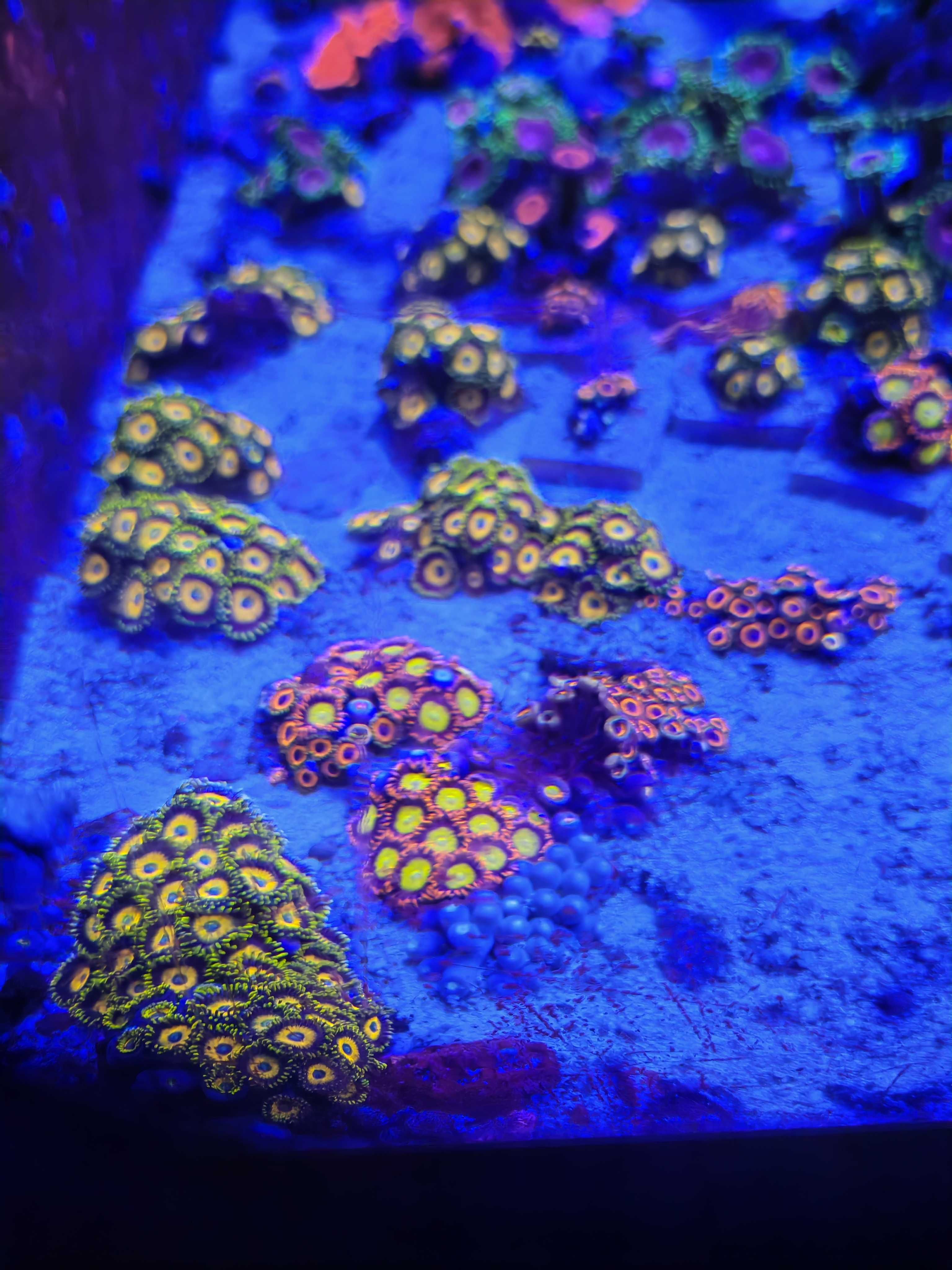 Pakiet Zoa Zoanthus 6 odmian Rasta, Lime Chilli, Utter Chaos i inne