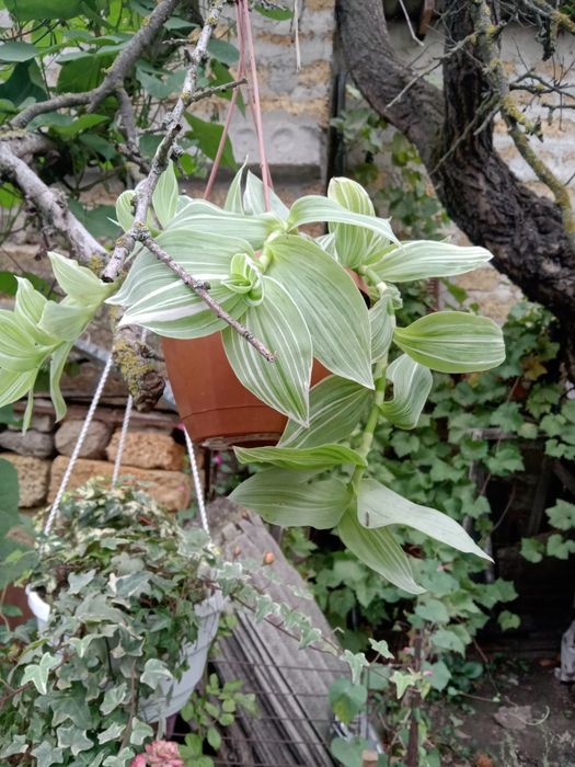 Традисканція,біло,зелене листя.