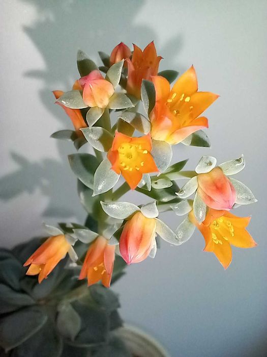 Кактус, сукулент ехеверія, аеоніум