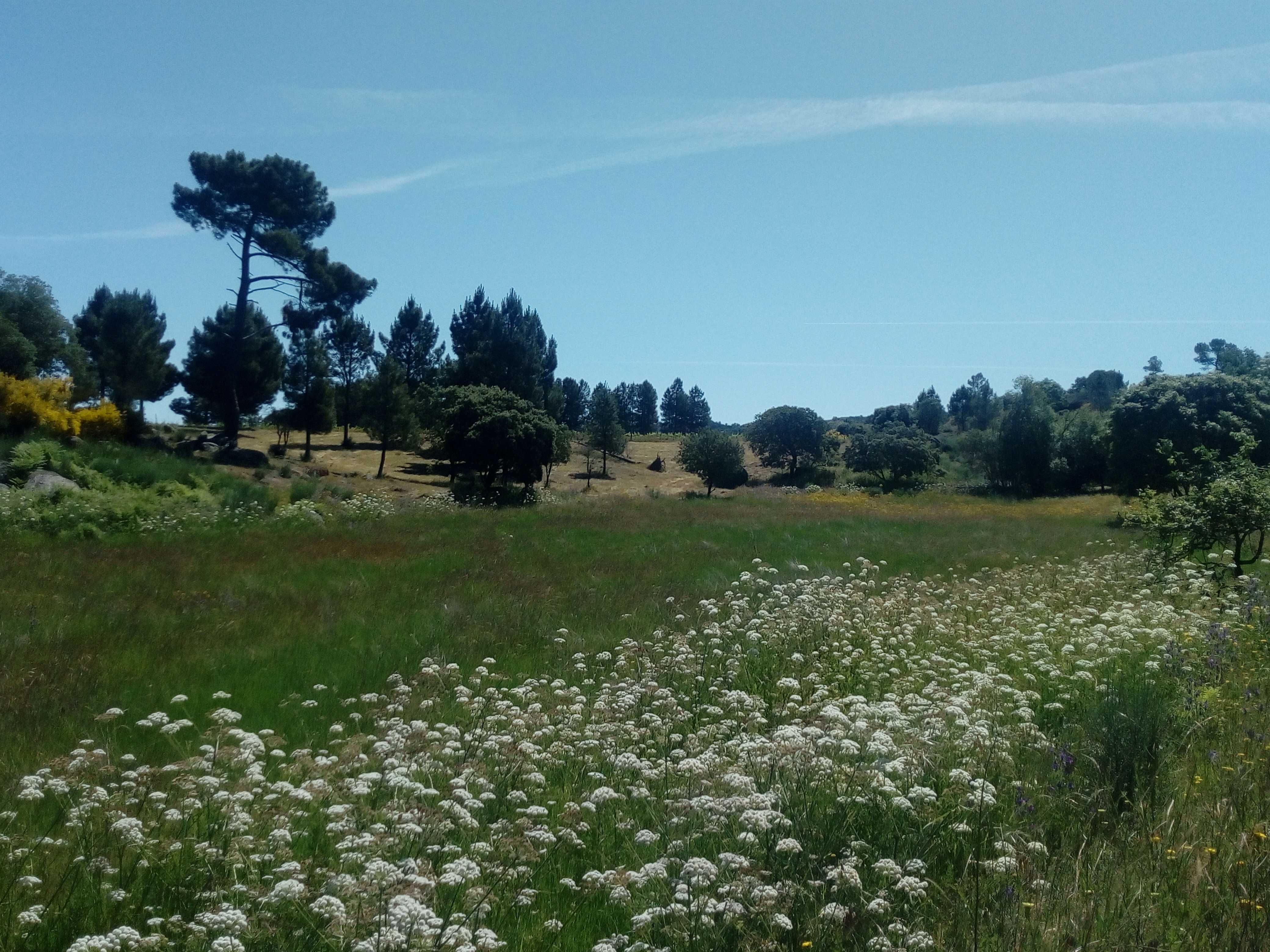 Quinta com casa e armazens