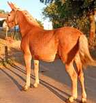 Macho palomino ..
