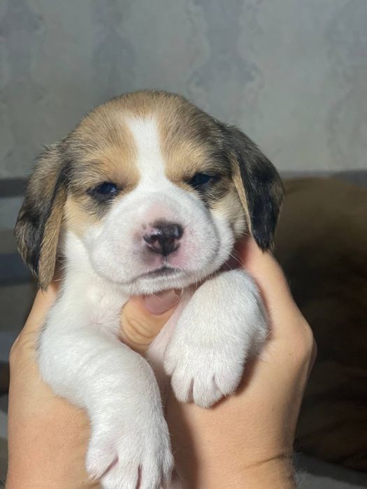 Продам цуценят бігля