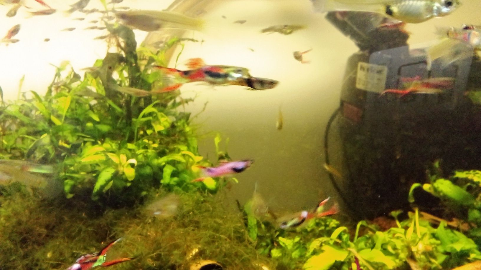 Endlers guppy adultos