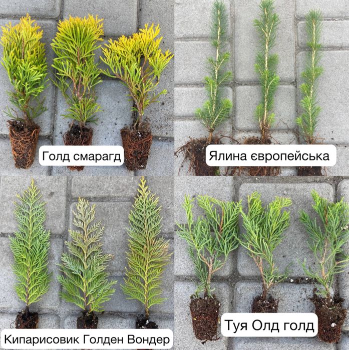 Саджанці-Туя,Ялівці,Сосна,Ялина,Кипарисовик,Лохина,Горобина,Модрина….