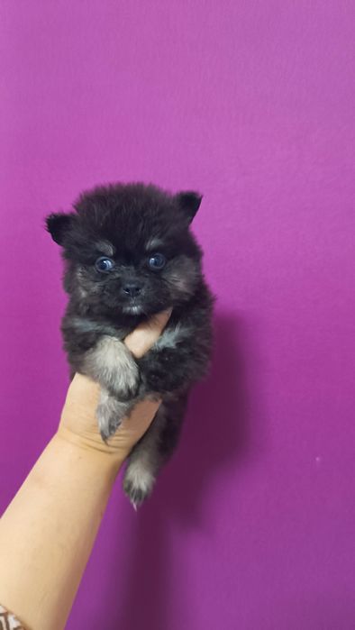 Черно підпала дівчинка померанський шпіц