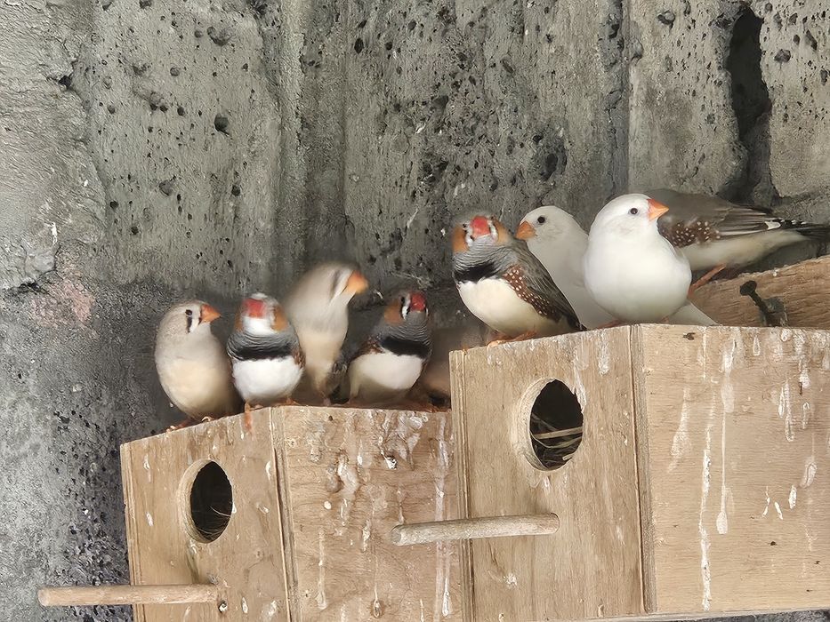 Zeberki z woliery zewnętrznej