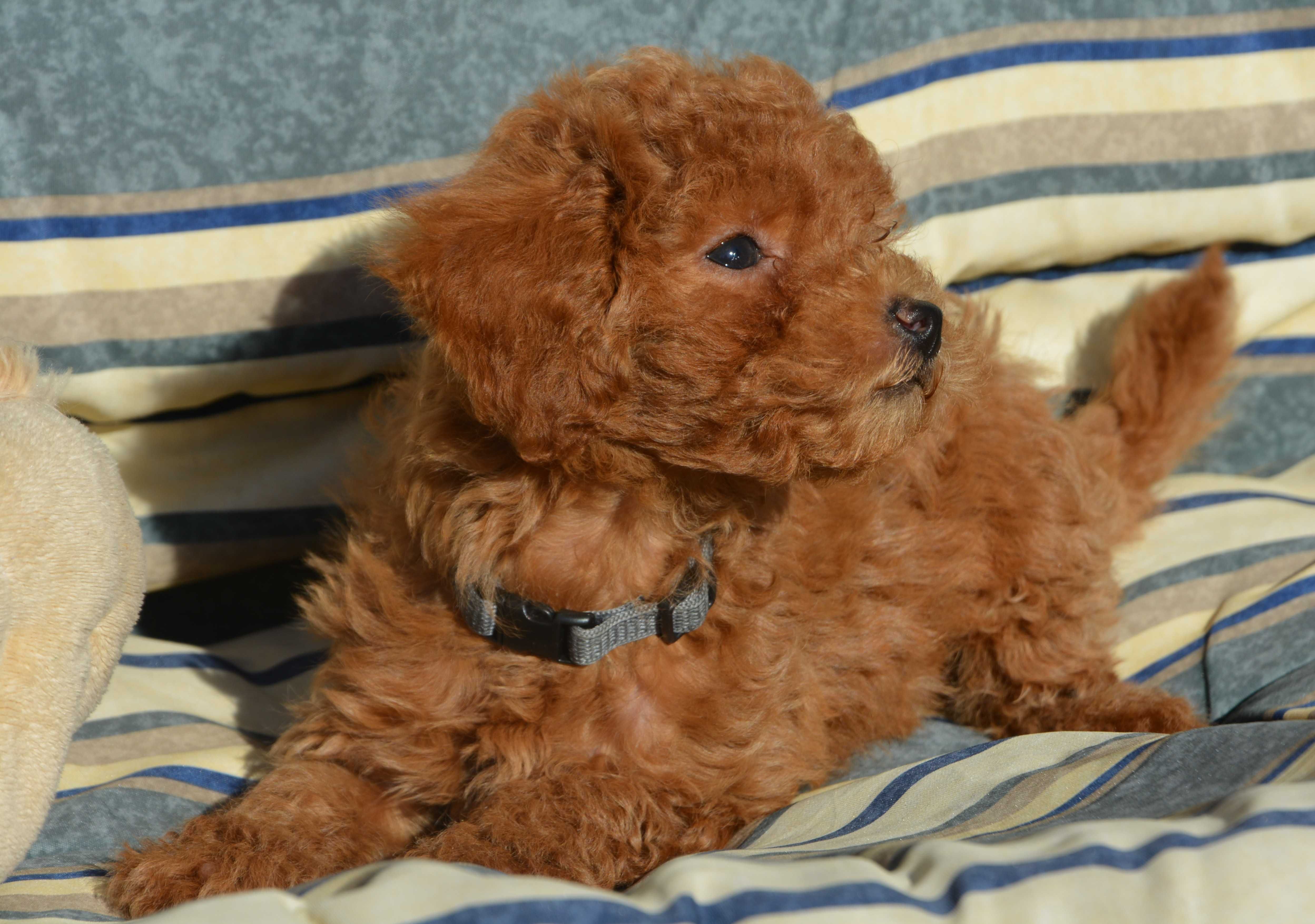 Piesek Maltipoo F1B Hodowla Centopia Warszawa