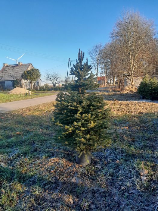 Choinki "formowanie jak malowane"