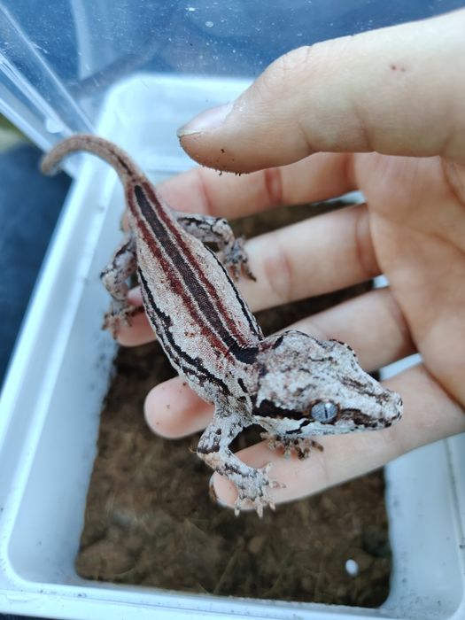 Gekony gargulcowe/uszate parka