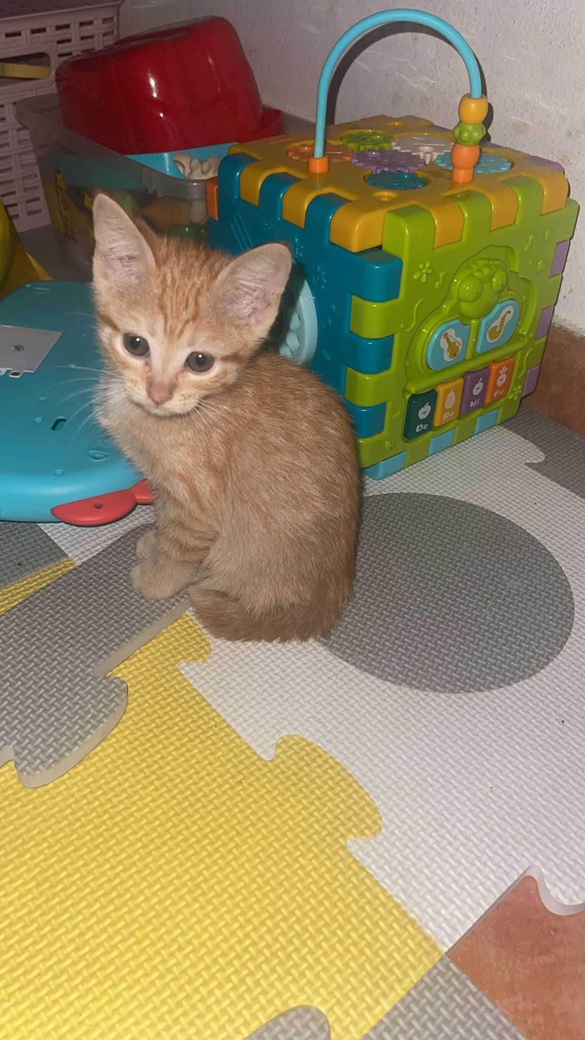 Adote um amigo de quatro patas
