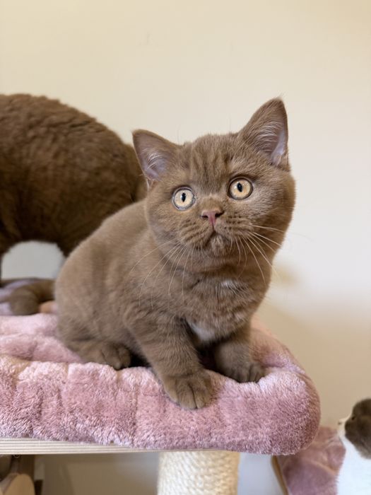 Fêmea British Shorthair  com LOP