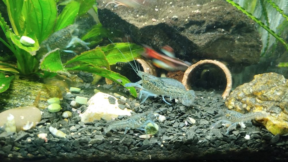 Віддам Рак мраморний,акваріумний