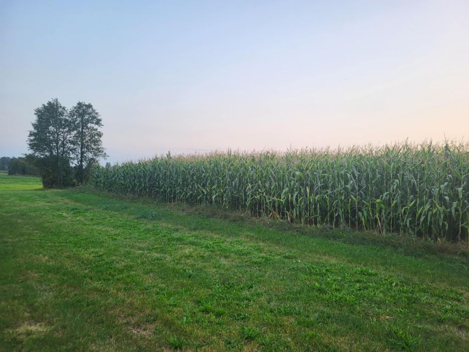 Kukurydza na pniu kukurydza na kiszonkę na ziarno Top Nasiona