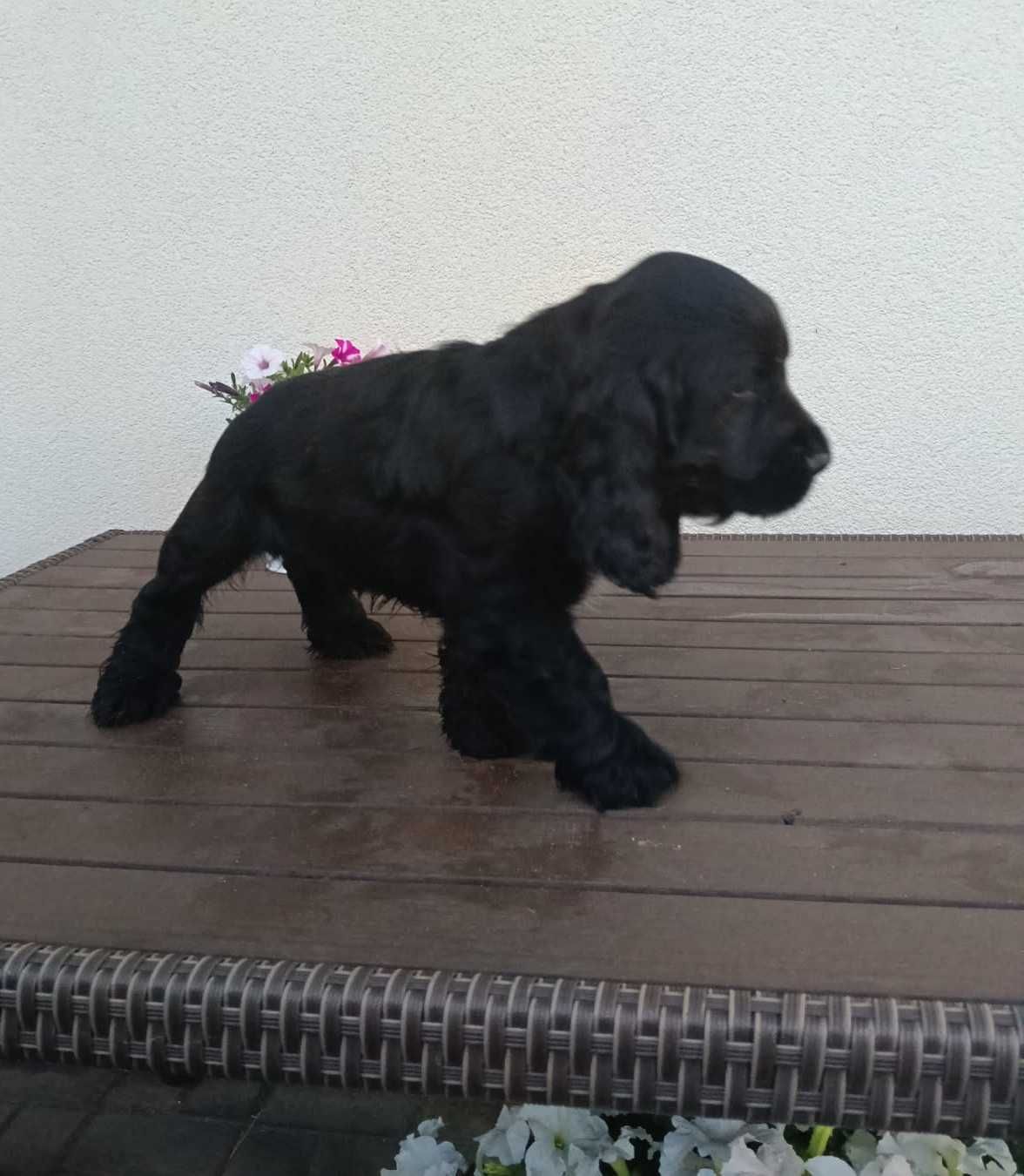 Cocker Spaniel Angielski z rodowodem.