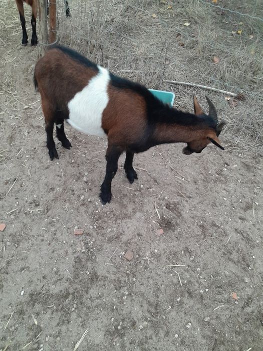 Cabrito Anão, com 7 meses