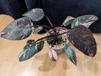 Filodendron Pink Princess Marble