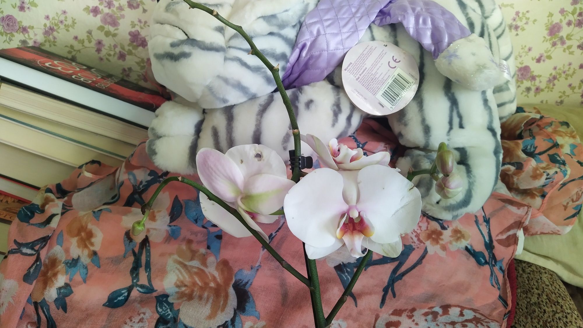 Реанімашки орхидея отцветашка