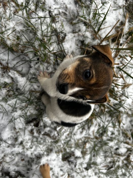 Oddam pieski szczeniaki REZERWACJA